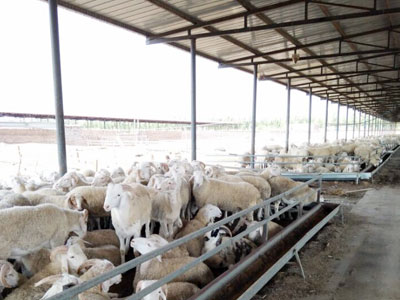 绿巨人草莓丝瓜秋葵榴莲在线銷售到內蒙客戶養殖場進行參觀