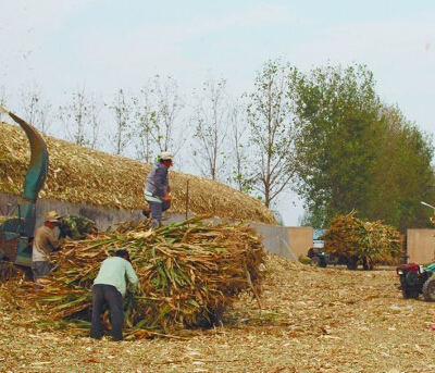 玉米秸稈原料價值很高不僅可製（zhì）燃料還可以製作家禽動（dòng）物飼料顆粒